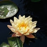 Lebing Gong