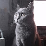 Оля Матлак