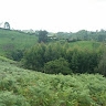 Anne Makori