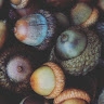 Simple Acorn  