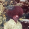betty Parks
