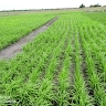 hyksos farms limited