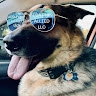 Alsatian Allied