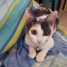 Luana Pepé