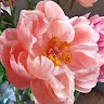 Diane Belmans