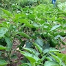 Root of Generations