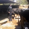Ngigi Asaph