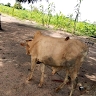 Daniel Achop
