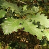 Autolico d'Acarnania