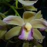 Ilusalong Victoria