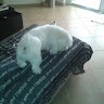Ioannis S