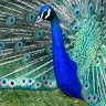 Nisha Toor