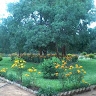 mutekwa vitalis