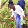 Vienna Juma