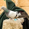 Maşallah Akiba