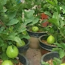 Agri- business