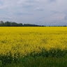 Сергiй Когут