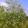 Jethro Kigobe