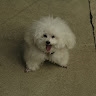 Sunshine Poodle