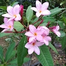 Chelidon M