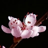 Dongmei CHEN LIN