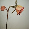 Rosa G.Calera
