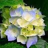 Mary Voght