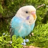 Donia  