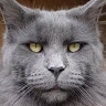mr. Kot