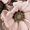Johanna M.