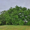 albavitae Spe