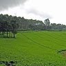 Dan Mbugua
