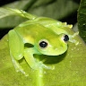 Rylla Rarere