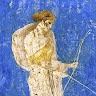 Rossella Lupacchini