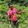 Gumoshabe stella