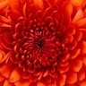 Benadette Chemorei