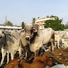 Telugu Lessa