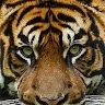 Edwin Suarez