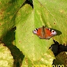 Cveta Roser