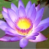 Karmic Healing