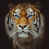 Muw Tiger