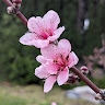 Rose Fong