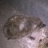 Hedgehog  