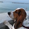 andrea toccaceli