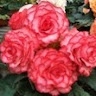 Old Begonia