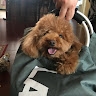 phoebe dong