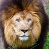 WILLYAM'S WILSON KIPLAGAT