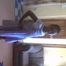 NWADIOHA IHEANACHO