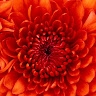 Rose Lopez