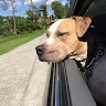 Betsy Andrews